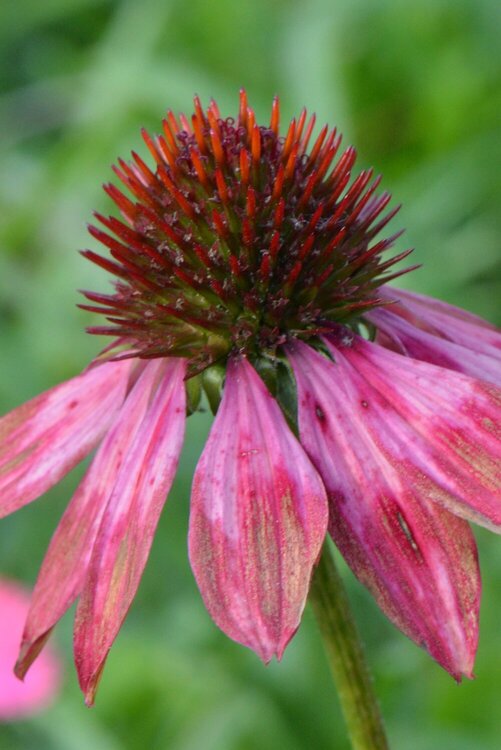 Jan POD #8 - Echinacea (if you hadnt guessed they are my facorites in the garden)