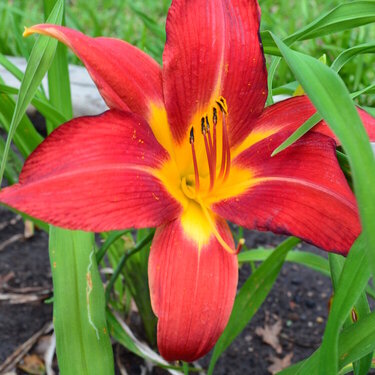 Red Daylilies are bloomin&#039;