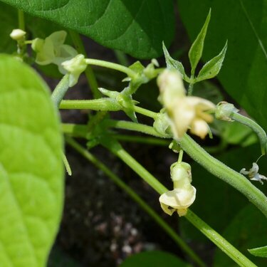 Baby Green Beans