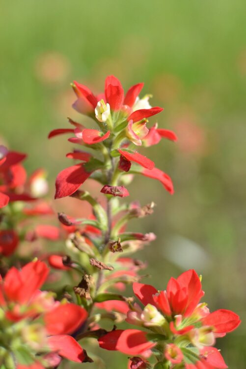 Indian Paintbrush - Orange