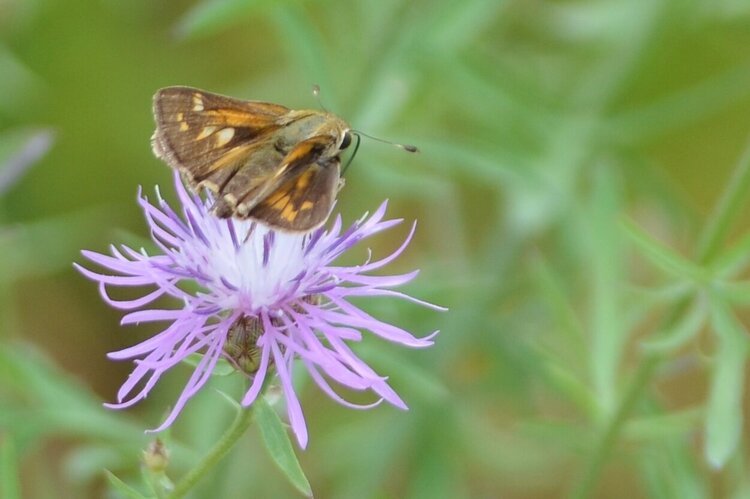 Flower and moth