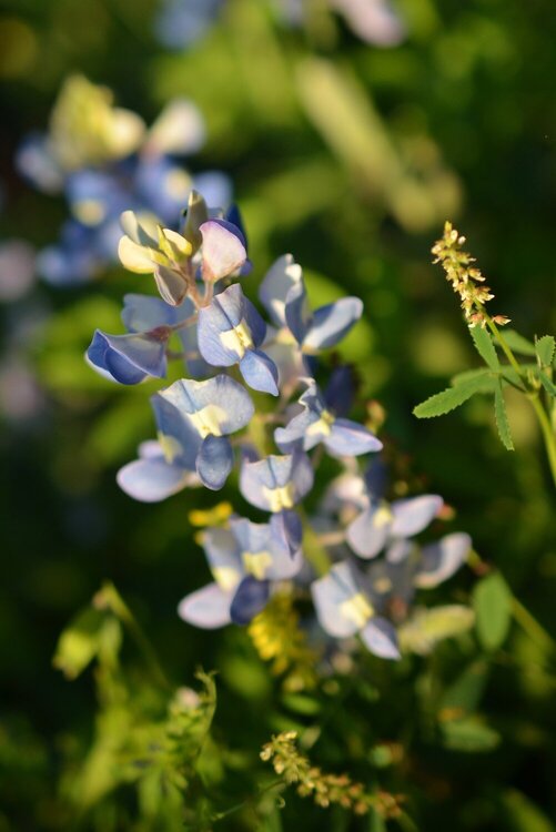 Unusual Pale Blue Bluebonnet