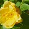 Yellow Rose of TX