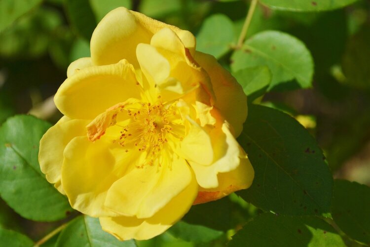 Yellow Rose of TX