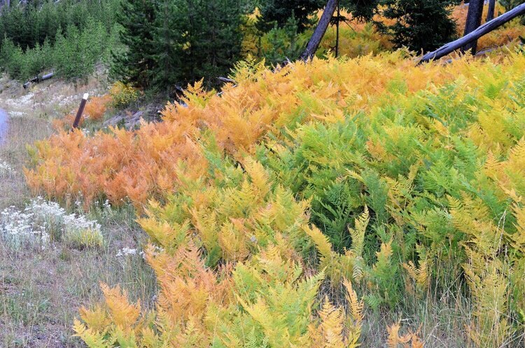 Yellowstone Ferns