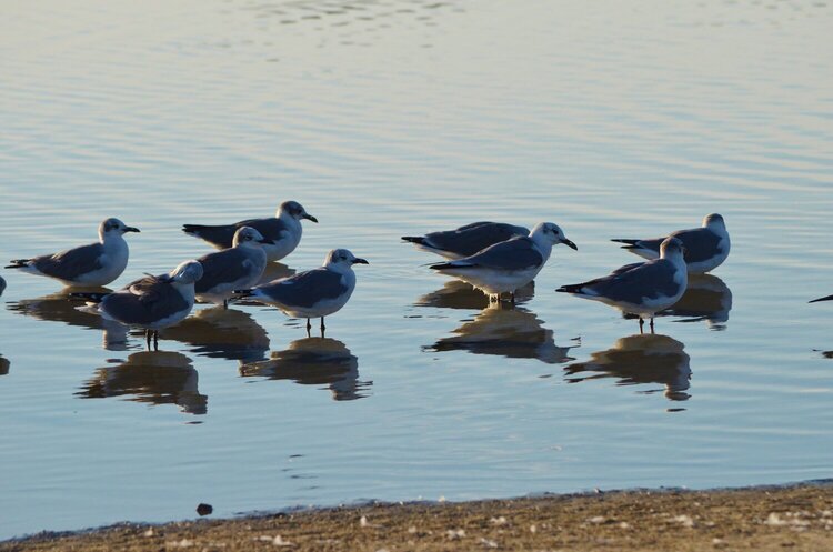 OCT #1 - Waders