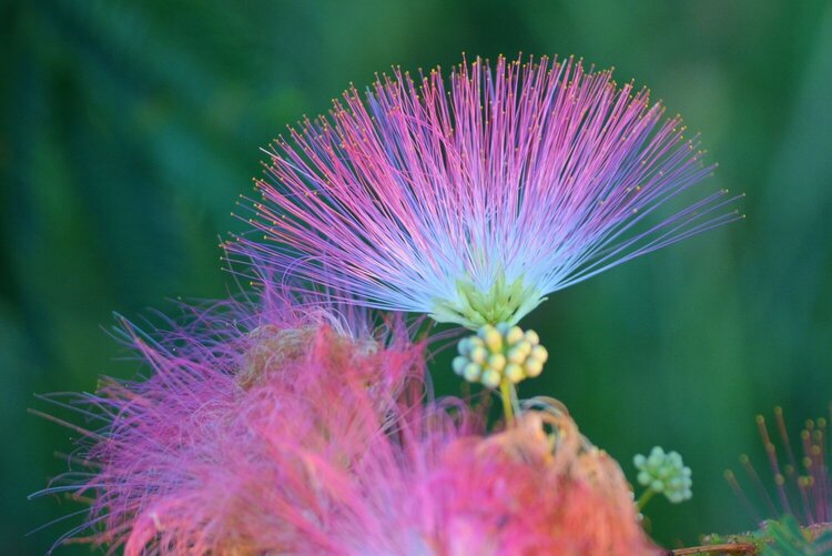 Mimosa tree flower