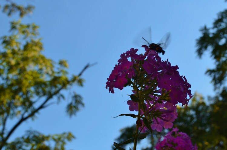 Aug #2 - Bumble Bee Moth