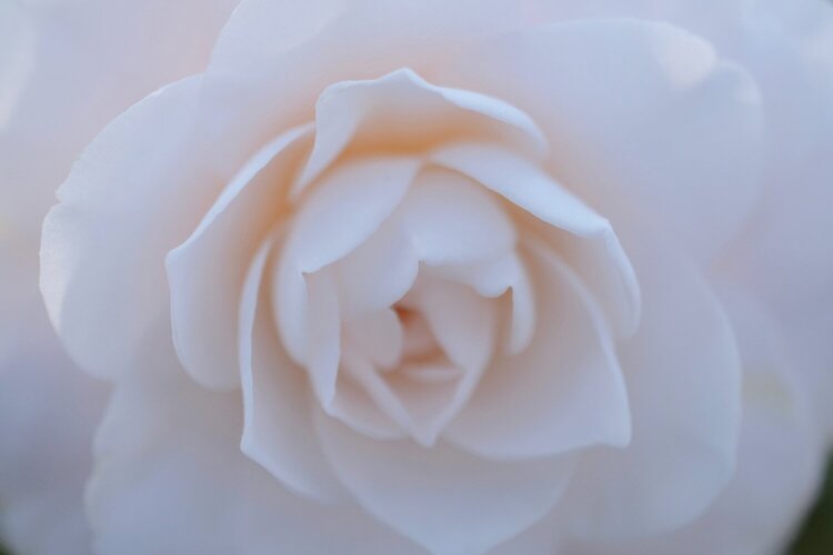 Camellia - Feb Photo Fun #2