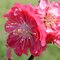 Close-up of blossoms