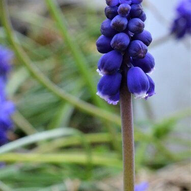 Grape Hyacinth April #9