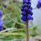 Grape Hyacinth April #9