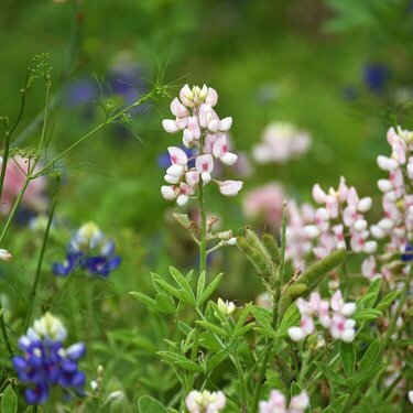 Bluebonnets and pink too
