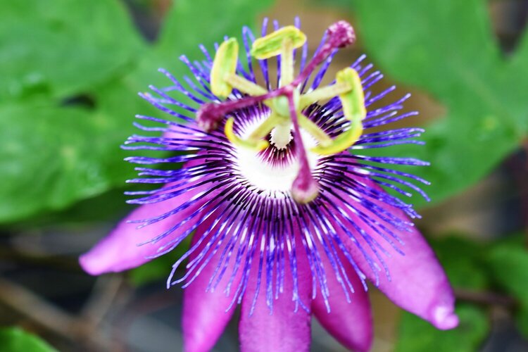 Passion Flower