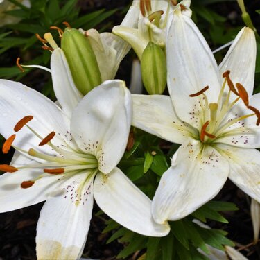 Lillies