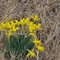 Spring Beauty - daffodil