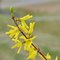 Forsythia 2