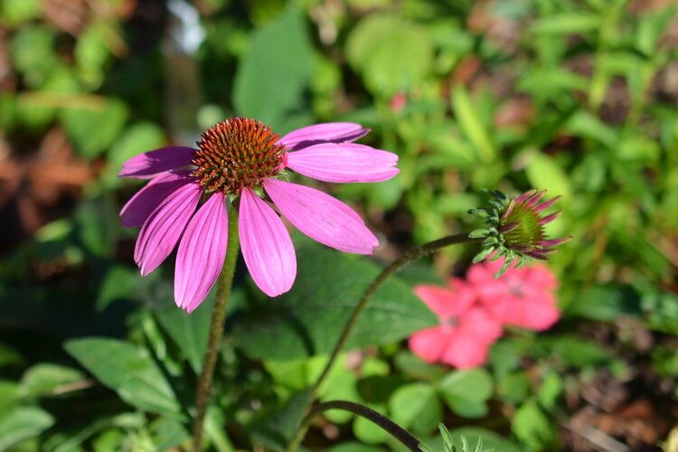 Mercer Gardens Flower - POD #1