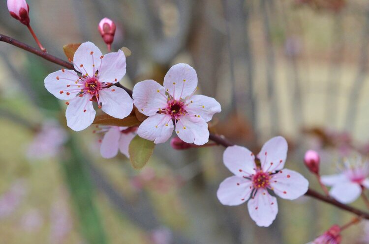 Plum Tree