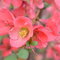 Flowering Quince