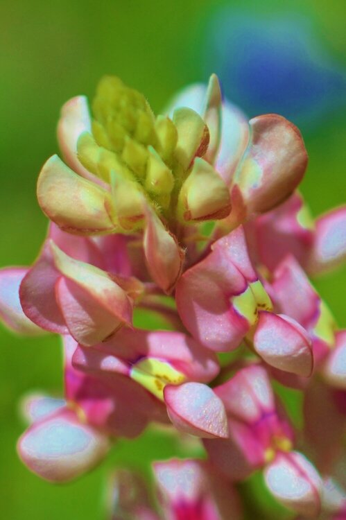 TX Bluebonnet March in Mercer, POD 4