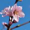 blue sky peach blossoms