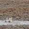 Prairie Dogs - Badlands