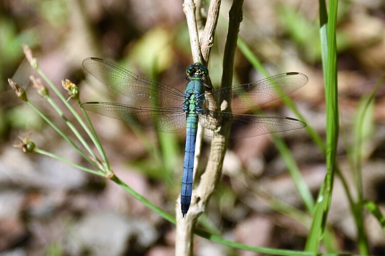 Blue Dragonfly