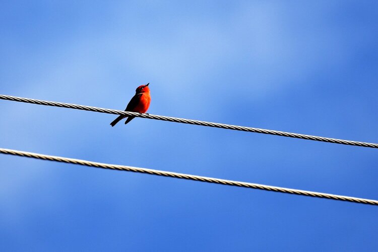 Bird on a Wire