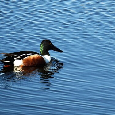 Shoveler