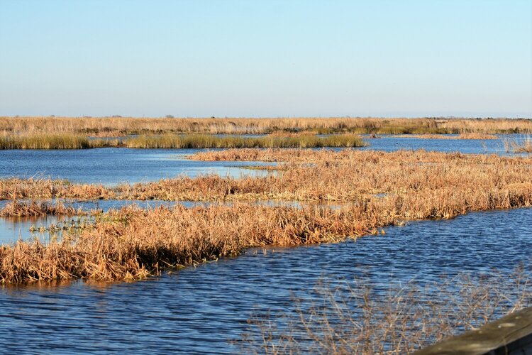 Anahuac NWR