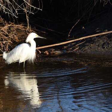 Snowy Egret