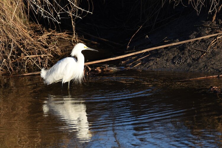 Snowy Egret