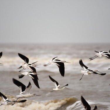 Avocets in Flight