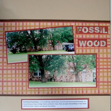 Fossil Wood