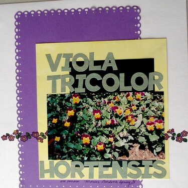 Viola tricolor hortensis