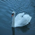 Kauai Swan