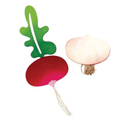 Radish or Onion?