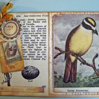 Field Notes American Birds Card - Derby Flycatcher