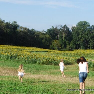 Sunflower fields.