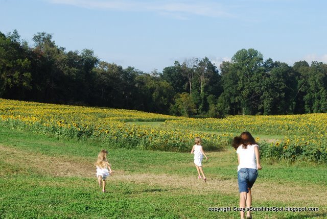 Sunflower fields.