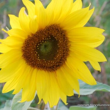 OK last sunflower...