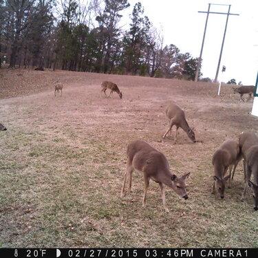 Taken From Trail Cam in Backyad