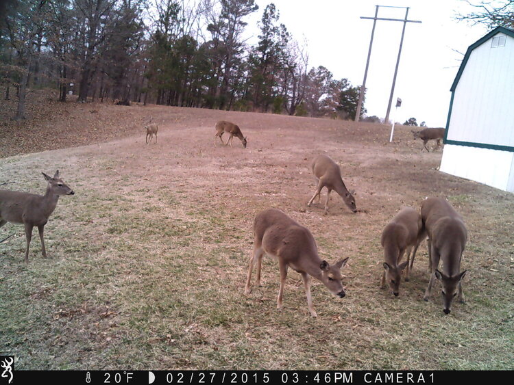 Taken From Trail Cam in Backyad