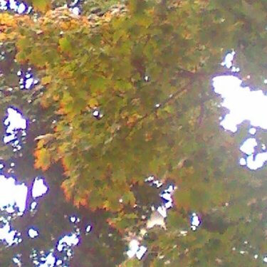 Leaves changing