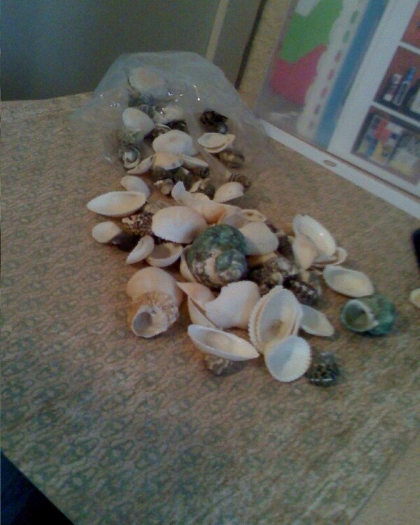 How many shells
