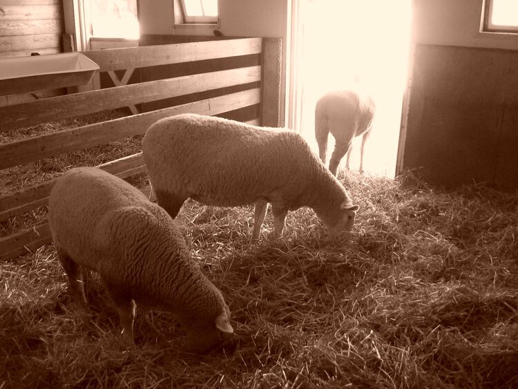 petting zoo......