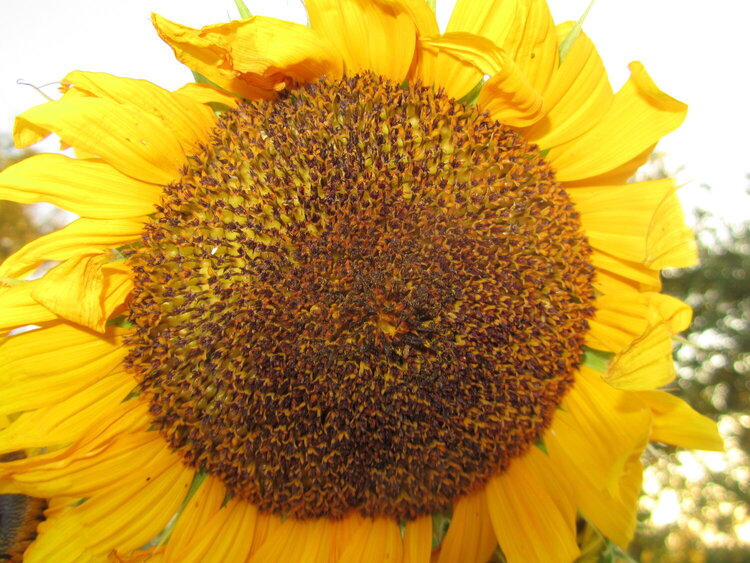 Big Sunflower