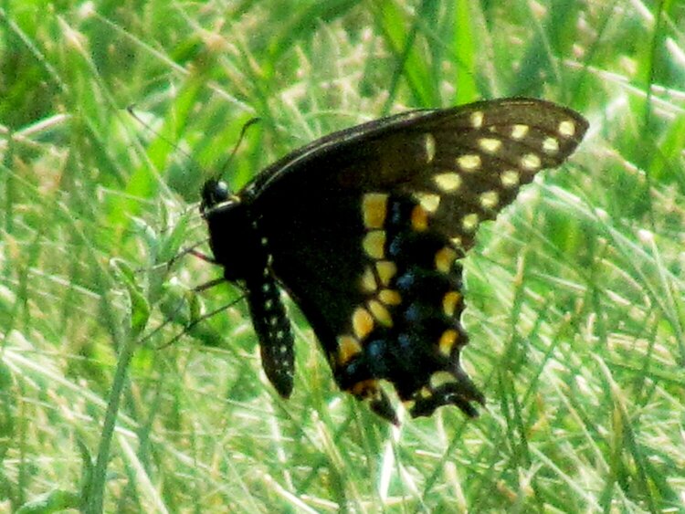Swallowtail Butterly