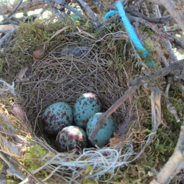 Nest with yarn